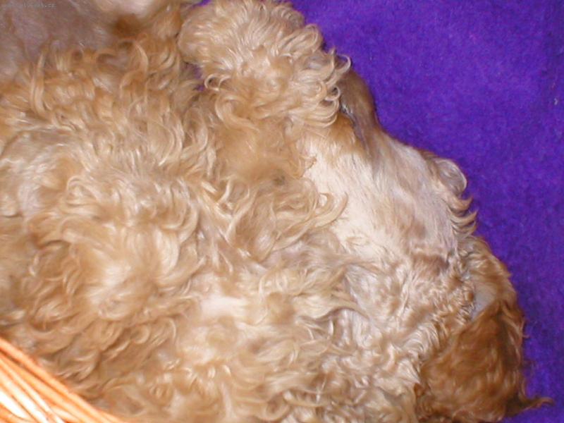 Foto: Ophelie-Kdy� miminko sp� a� ho nikdo nebud� !!!!!!