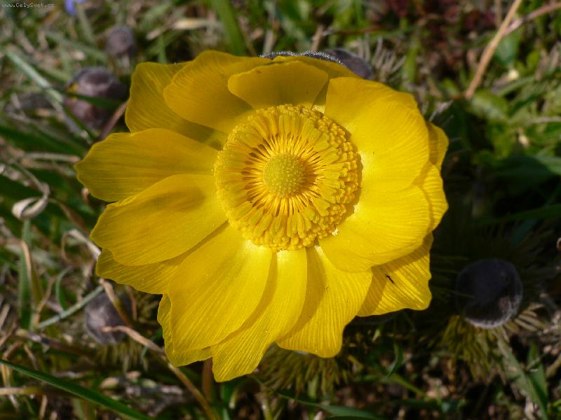 Foto: Slunce na zahrad�