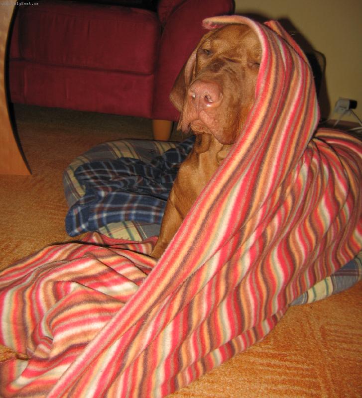 Foto: Merlin-Co kouk�te, asi jsem p�ebral...