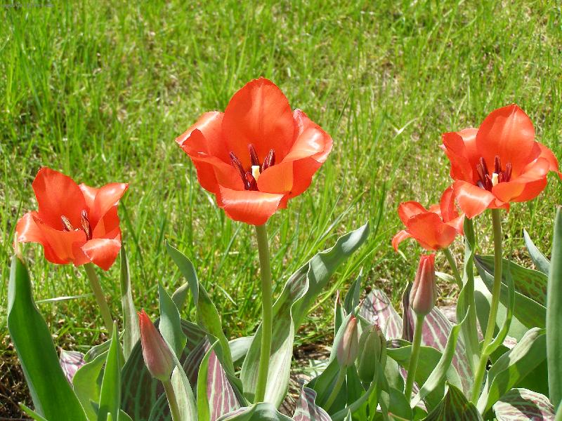 Foto: ...a zase tulip�ny-Dubnov� kr�sa......