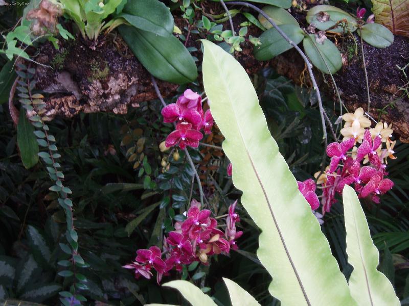 Foto: Kr�sa orchideje