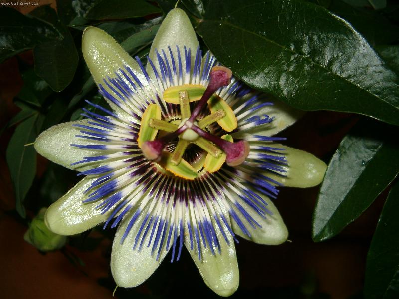 Foto: kv�t mu�enky