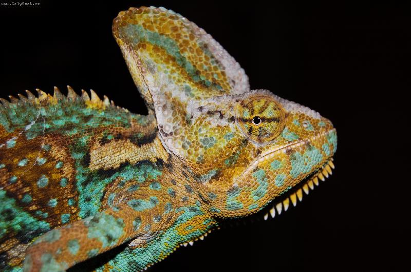 Foto: chameleon Igor