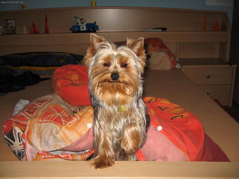 Foto: N� yorkshirek Pluto-"To jsem se kr�sn� vyspinkal...."