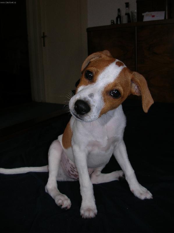 Foto: Milo poslouch�..