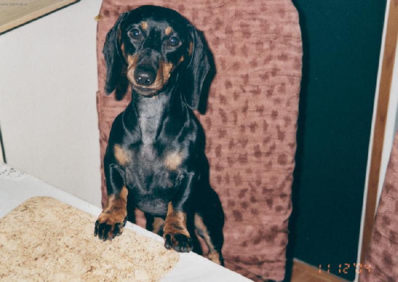 Foto: tak honem ve�e�i!