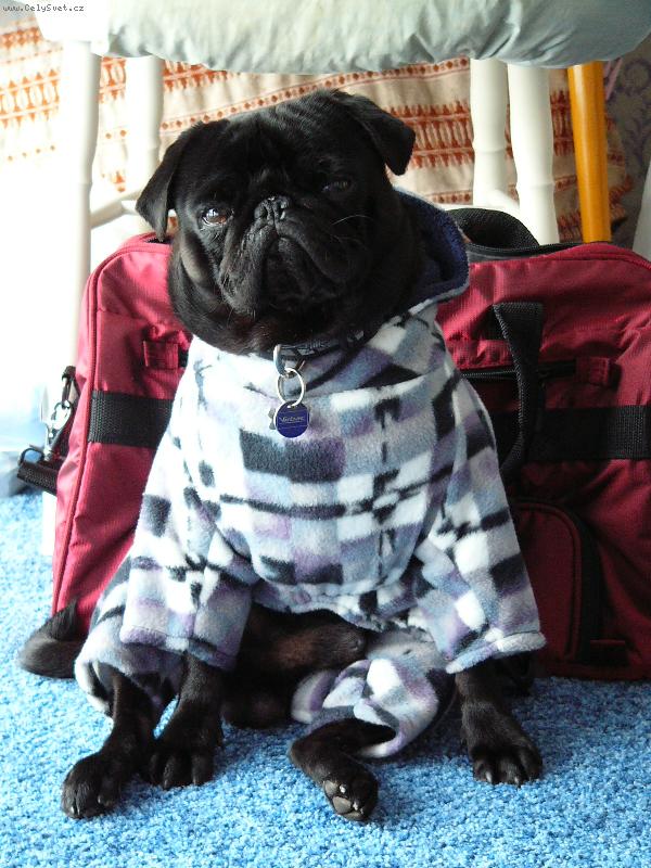 Foto: Elvis-Napoleon v zime-To jsem krasnej-v novem zimnim oblecku