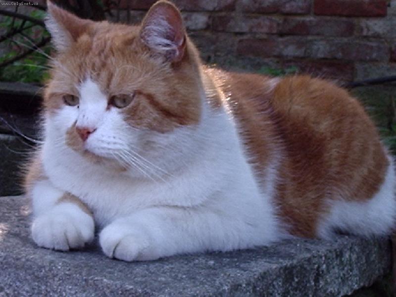 Foto: Leno�en� Mac�ka