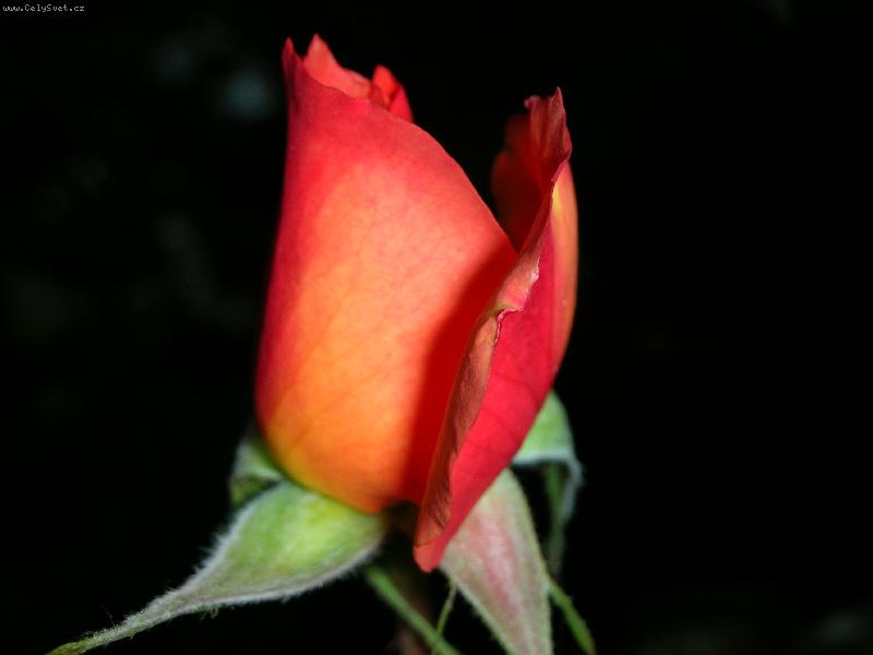 Foto: R��i�ka vo�av�