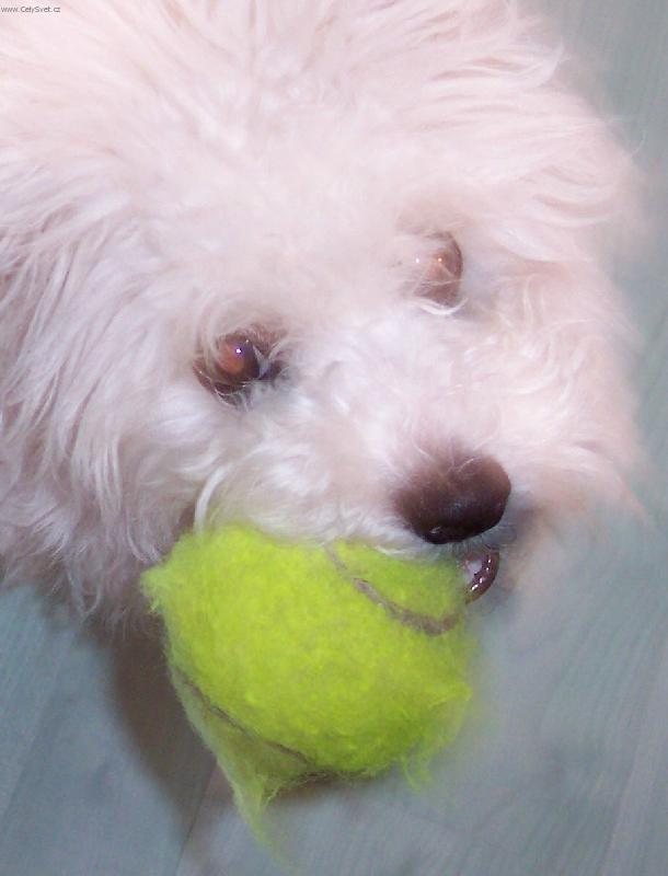 Foto: Benji a m��ek