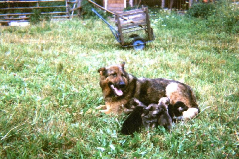 Foto: Wells-Spr�vn� otec