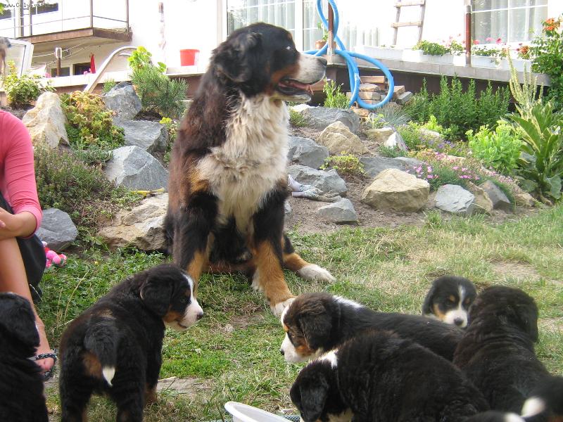 Foto: Falko-falko p�ijel na n�v�t�vu za sv�ma st�n�tkama..