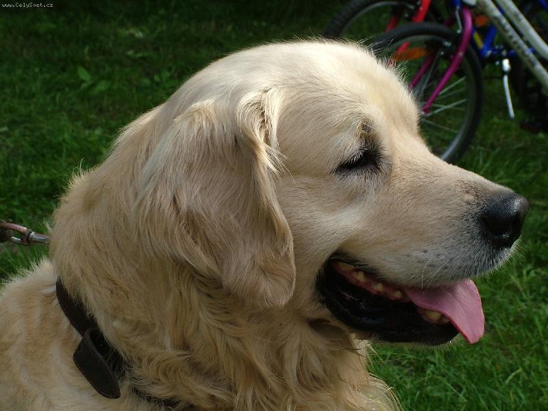 Foto: BRETT-BRETOVO PORTR�T