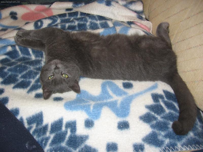 Foto: Moje ko�i�ka:)-takhle str�v�m cel� den...