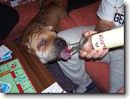 n� mal� alkoholik