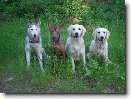 Spr�vn� �tyrka