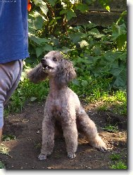 r�d se v tr�v� v�l�m