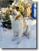 �esk� horsk� pes