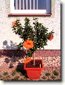 Ibi�ek ��nsk�