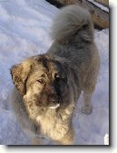Kavkazsk� pasteveck� pes