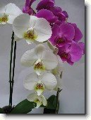 Faleponis, m�rovec