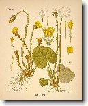 Podb�l L�ka�sk�