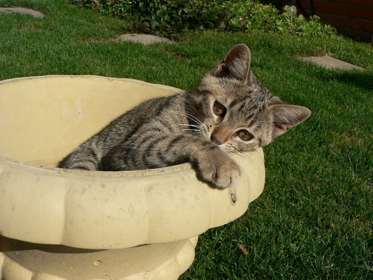 Foto: Vyrostla n�m nov� kyti�ka