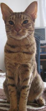 Chovatelska stanice ps�: LOCICAT