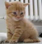 Chovatelska stanice ps�: PETIT MIGNON, CZ