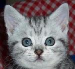 Chovatelska stanice ps�: DAJEKA.CZ