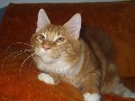 Chovatelska stanice ps�: YABADOO CZ