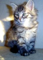 Chovatelska stanice ps�: WINGS CZ